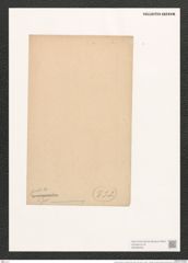 Navicula directa var. sutbilis (Greg.) Cleve. (de-Toni-Nr.: Genus 1, Species 44) Zeichnungen Sammlung Grunow (NHMW-BOT-W0366333)